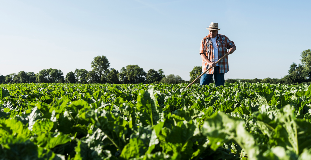 Desenrola Rural: Como Microprodutores Podem Renegociar Suas Dívidas?